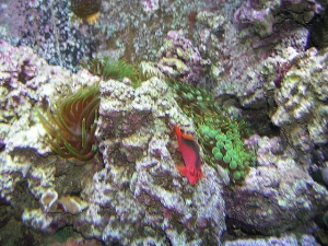 hawk fish with bubble anenomes