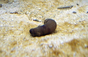 Worm #3