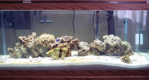 75 gallon aquarium