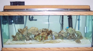 Aquarium setup