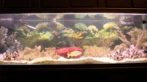 my 125 gal