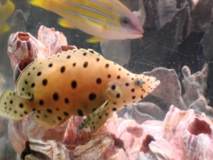 my grouper