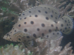 my grouper
