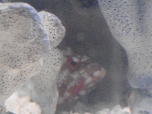 my red v-tail grouper