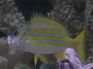 my blue striped snaper