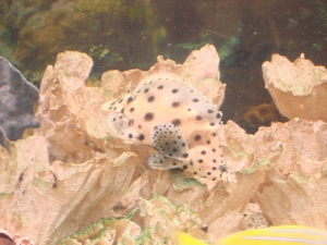 grouper