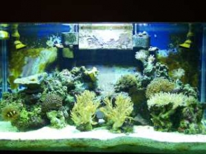 my tank