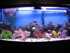 72 Bowfront reef