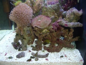 Fimbriated eel