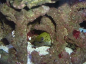 Fimbriated eel