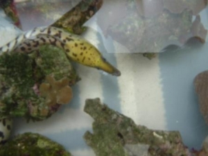 Eel during the move