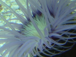 Tube anemone
