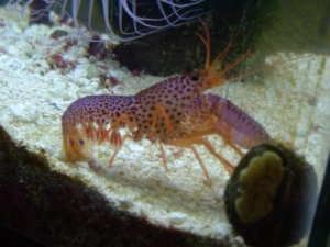 purple lobster