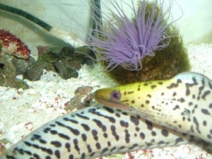 Fimbriated eel