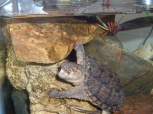 My snapping turtle