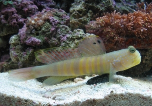 goby_009