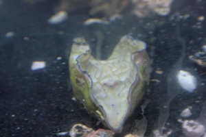 gigas_2