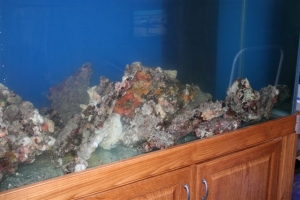 NEW_ROCK1