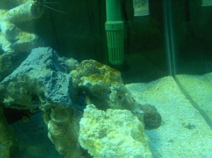 brown_algae