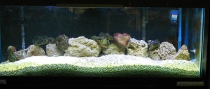 cycling the tank