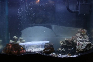 FTS