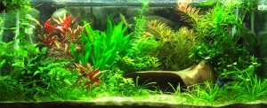 Freshwater planted