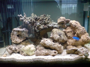 My tank 1st week.