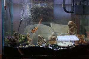15 gal