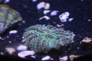 Frilly Shroom