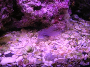 tube anemone