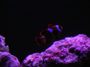 maroon clown