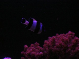 same 4 stripe as before