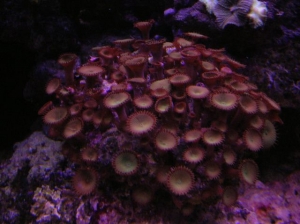 green button polyps