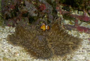Head-on view of clown in anemone