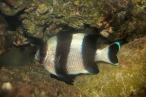Black and White Damsel