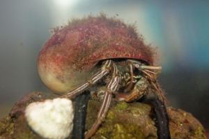 Crabby