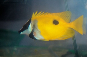 Foxfaced Rabbitfish