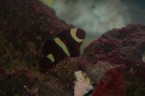 Maroon Clown