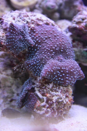 Spotted shrooms