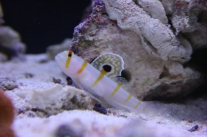 Fishtanks_035