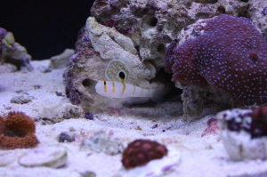 Fishtanks_0101
