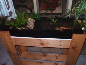 My Aquarium and DIY Stand