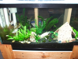 My Aquarium and DIY Stand