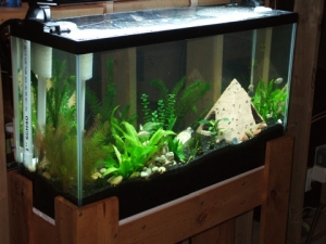 My Aquarium and DIY Stand