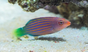 Sixline Wrasse