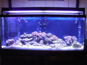 55 Gallon Tank
