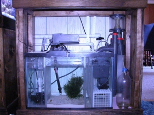 20 Gallon Sump with Refugium