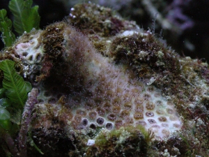 Lesser Starlet Coral