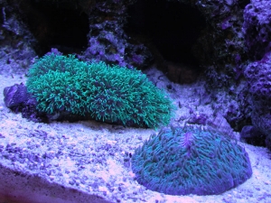 Green Star Polyps and Purple Rimmed Plate Coral
