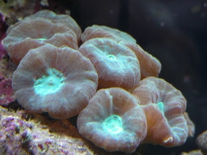 Caulastrea